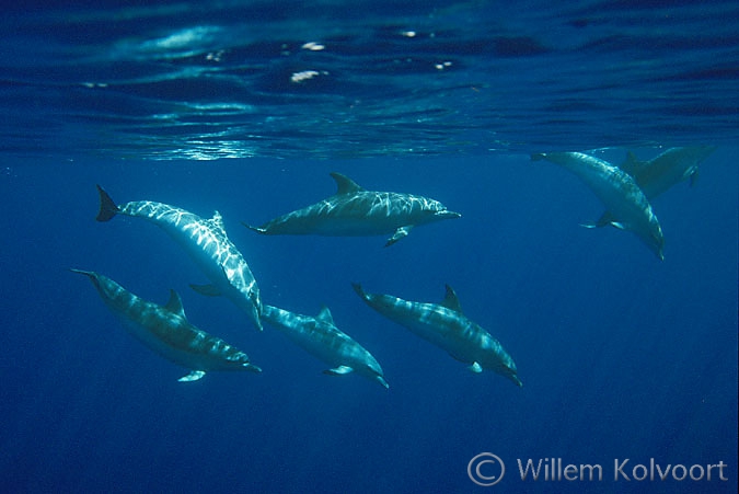 Atlantic spotted dolphin ( Stenella frontalis )