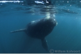 Southern Right Whale ( Eubalaena australis ) baby