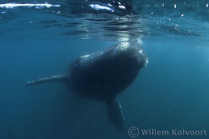 Southern Right Whale ( Eubalaena australis ) baby