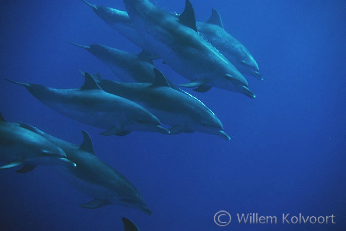 Atlantic spotted dolphin ( Stenella frontalis )