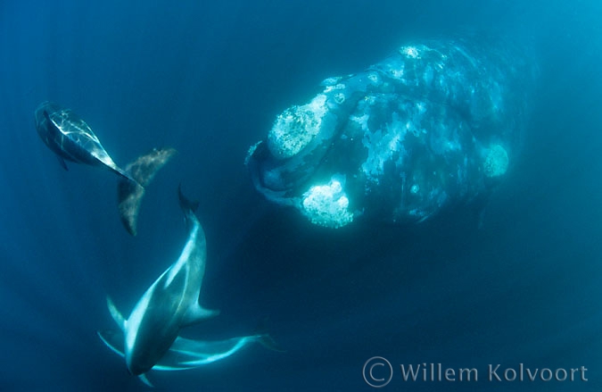 Southern Right Whale  with Dusky Dolphins 