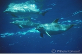 Atlantic spotted dolphin ( Stenella frontalis )