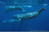 Sperm whales ( Physeter macrocephalus )