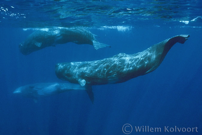 Potvissen ( Physeter macrocephalus ) 