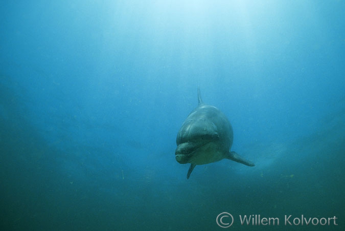 Bottlenose dolphin  Jean Louis ( Tursiops truncatus )