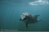 Bottlenose dolphin  Jean Louis ( Tursiops truncatus )