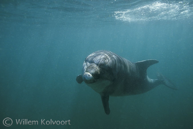 Bottlenose dolphin  Jean Louis ( Tursiops truncatus )