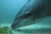 Portret van Jean Louis ( Tursiops truncatus )