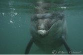 Bottlenose dolphin  Jean Louis ( Tursiops truncatus ) 