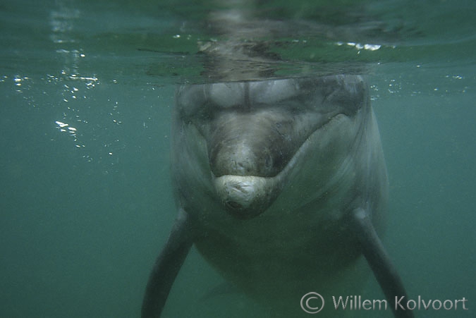 Bottlenose dolphin  Jean Louis ( Tursiops truncatus ) 