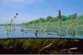 Aarvederkruid bloeiend ( Myriophyllum spicatum ).