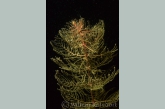 Spiked Water Milfoil ( Myriophyllum spicatum )