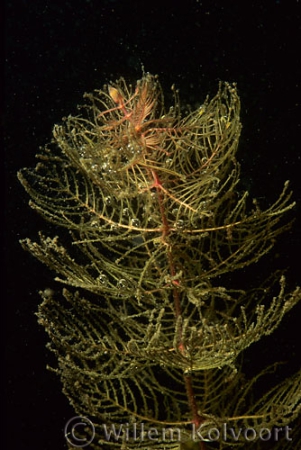 Aarvederkruid  ( Myriophyllum spicatum ) close up.