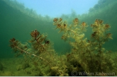 Aarvederkruid ( Myriophyllum spicatum ).