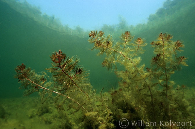 Spiked Water Milfoil ( Myriophyllum spicatum )
