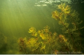 Aarvederkruid ( Myriophyllum spicatum ).