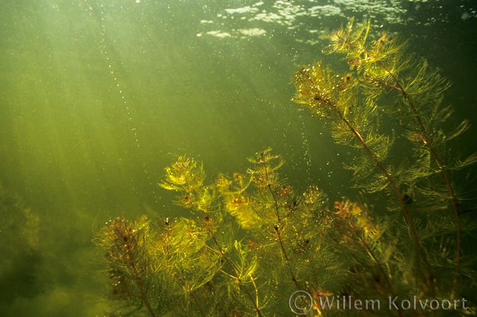 Aarvederkruid ( Myriophyllum spicatum ).