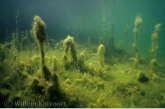 Landscape with algae