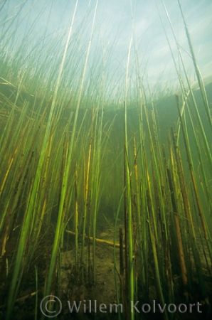 Mattenbies ( Schoenoplectus lacustris ).