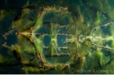 Algae on branches reflecting