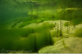 Algae landscape