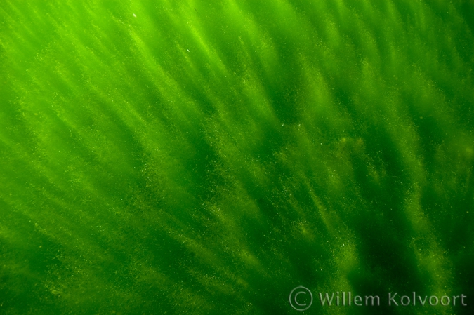 Algae macro