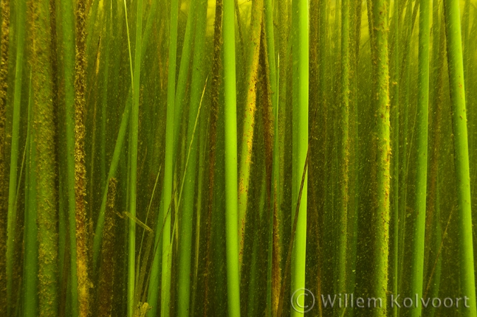 Mattenbies ( Schoenoplectus lacustris ).