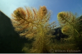 Blaasjeskruid ( Utricularia vulgaris ).