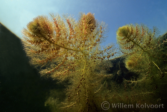 Blaasjeskruid ( Utricularia vulgaris ).