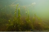 Darmwier (Enteromorpha intestinalis ).