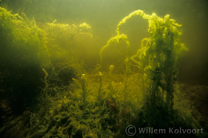 Darmwier (Enteromorpha intestinalis ).