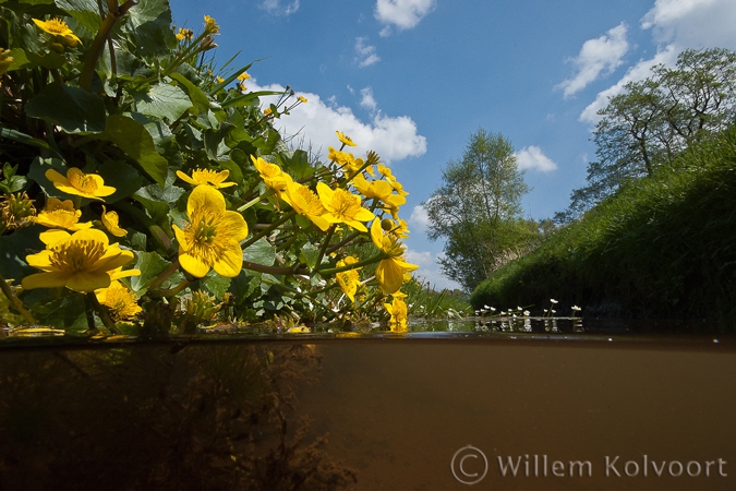 Dotterbloem ( Caltha palustris ) en waterranonkel.