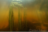 European Bur-reed ( Sparganium emersum )