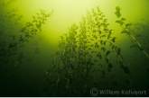 Perfoliate Pondweed ( Potamogeton perfoliatus )