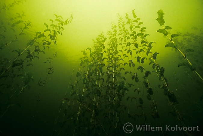 Doorgroeid fonteinkruid ( Potamogeton perfoliatus ).