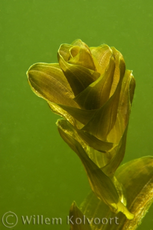 Perfoliate Pondweed ( Potamogeton perfoliatus )