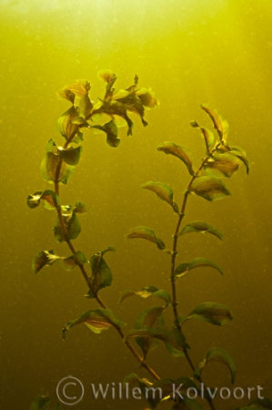 Perfoliate Pondweed ( Potamogeton perfoliatus )