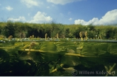 Doorgroeid fonteinkruid ( Potamogeton perfoliatus ).