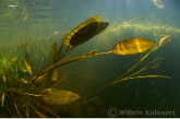 Floating Pondweed ( Potamogeton natans )