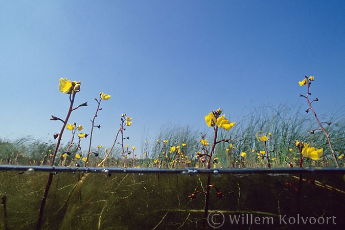 Blaasjeskruid ( Utricularia vulgaris ) bloeiend.