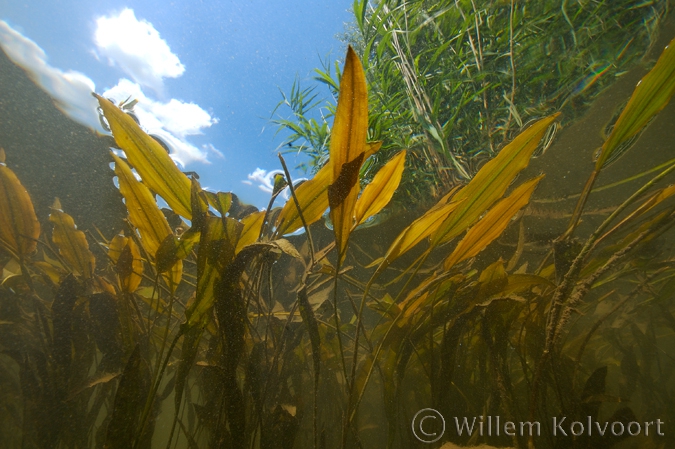 Loddon Pondweed ( Potamogeton nodosus )