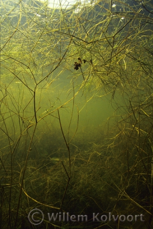 Schedefonteinkruid ( Potamogeton pectinatus ).