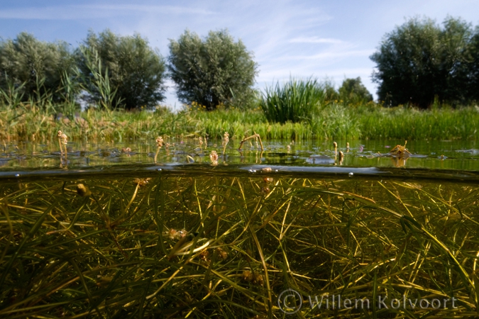 Schedefonteinkruid ( Potamogeton pectinatus ).