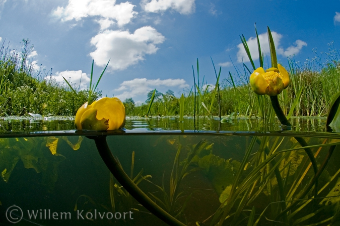 Yellow Water-lily ( Nuphar lutea )