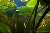 Yellow Water-lily ( Nuphar lutea )