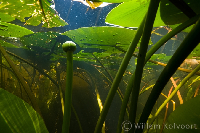 Yellow Water-lily ( Nuphar lutea )