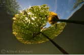 Yellow Water-lily ( Nuphar lutea )