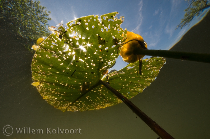 Gele plomp ( Nuphar lutea ).