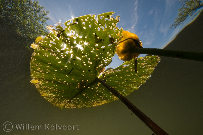 Yellow Water-lily ( Nuphar lutea )