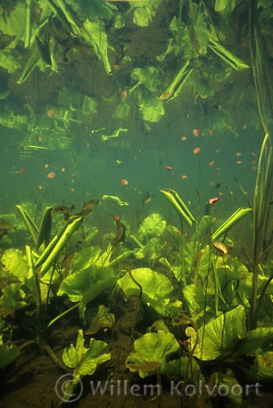 Gele plomp ( Nuphar lutea ).